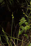 Sulphur sedge